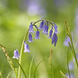 Bluebells - close up - Bedfordshire - UK 007388