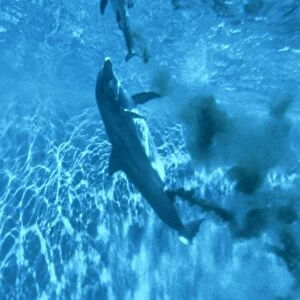 Bottlenose Dolphin STA 2 C Giving birth in pool Tursiops truncatus © Augusto Leandro Stanzani / ardea. com