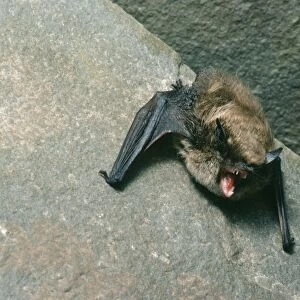 Brants Bat