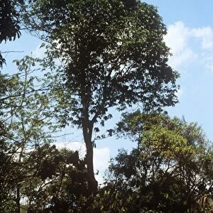 Brazil-nut Tree Brazil