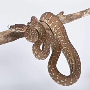 Bredls Python