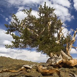 Bristlecone Pine - solitary standing, very gnarled and windswept individual of a Bristlecone Pine standing on a high plain on White Mountain. One of the existing individiuals are thought to be around 5000 years