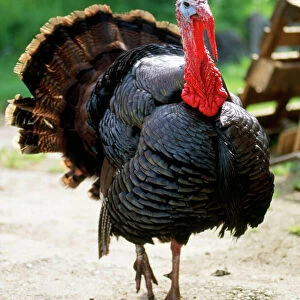 Bronze Coloured Domestic Turkey