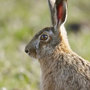Brown Hare - Oxon - UK - March