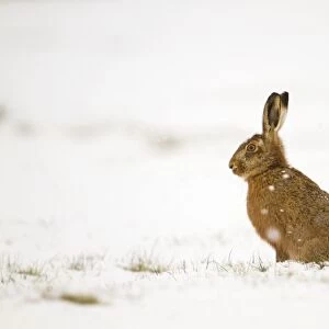 Brown Hare - in snow - Lincolnshire - UK