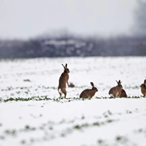 Brown Hares - gather together in snow covered fields during January - Oxon