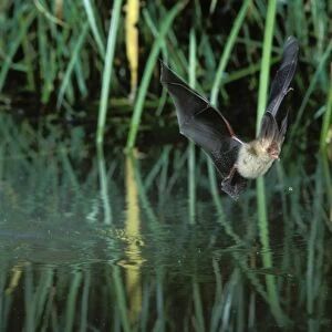 Brown Long-eared Bat - in flight, drinking from a pond