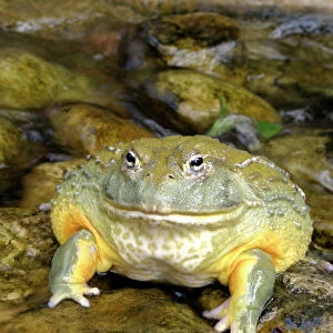 Bull Frog or Giant Pyxie Cape Province. South Africa. Africa