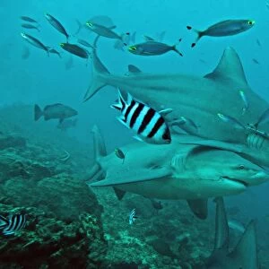 Bull Sharks - with fisherman's hook and line trailing from mouth of bottom shark - Fiji