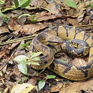Bushmaster Snake Costa Rica, Central America