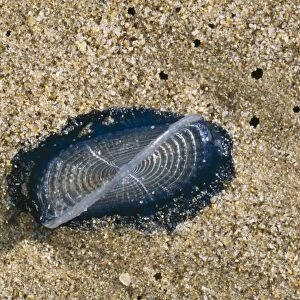 By-the-wind Sailors Jellyfish Washed up, N. W. Sardinia