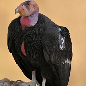 California Condor - with tags - perched on rock - Grand Canyon National Park - Arizona - USA _C3A9797
