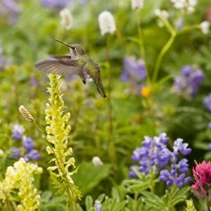 Calliope Hummingbird - visiting louseworts in Mount Rainier National Park, Washington, USA, North America