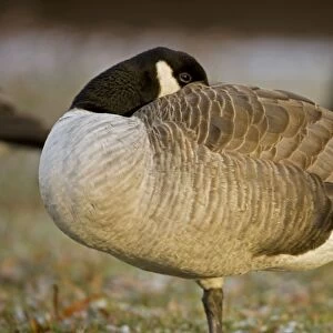 Canada Goose - The most widespread goose in North America - Large waterfowl - Flocks travel in long strings in V formation announcing their approach by musical honking or barking - Range is Alaska-Canada and northern U. S