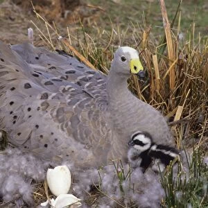 Cape Barren Geese - Mother on nest with young newly hatched. Family groups to flocks of 100 plus. Australia