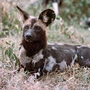 Cape Hunting Dog - Masai Mara, Kenya AU 172
