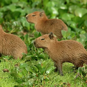 Capybara Llanos, Venezuela