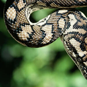 Carpet Python Related Images