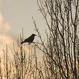Carrion Crow On bare branches of tree London UK