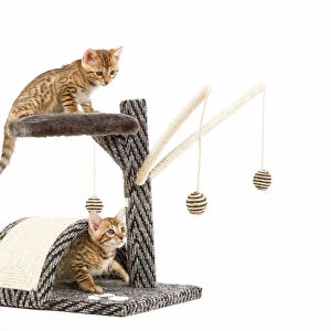 Cat - 8 week old Bengal kittens - on activity centre / scratching post