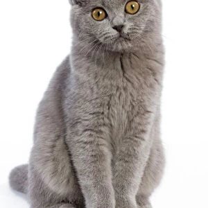 Cat - British Short Hair Blue - Kitten sitting down