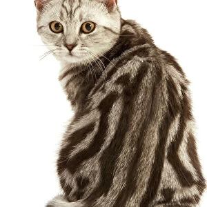 Cat -British Shorthair, Black Silver Tabby Blotched