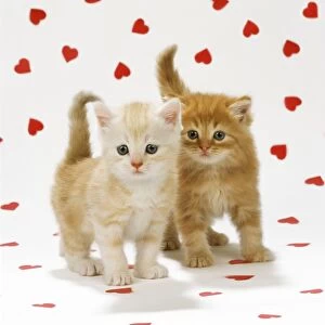 Cat - two Ginger Tabby kittens on heart background