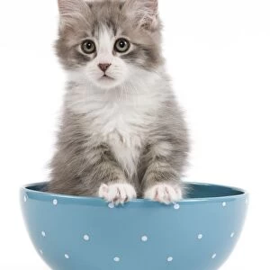 Cat - kitten in blue bowl