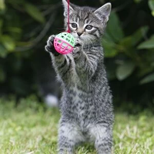 Cat - kitten playing with bell-ball in garden - Lower Saxony - Germany