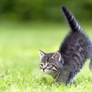 Cat - kitten running across lawn - Lower Saxony - Germany