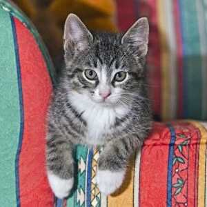 Cat - kitten sitting on sofa - Lower Saxony - Germany