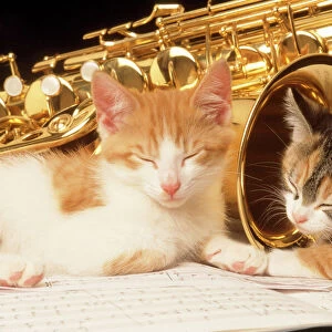 Cat - kittens with music and saxophone