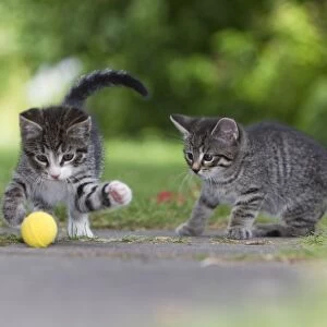 Cat - two kittens playing with ball in garden - Lower Saxony - Germany