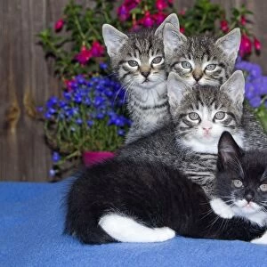 Cat - four kittens sitting together - outdoors - Lower Saxony - Germany
