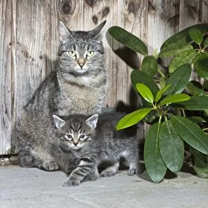 Cat - mother with kitten beside garden shed - Lower Saxony - Germany