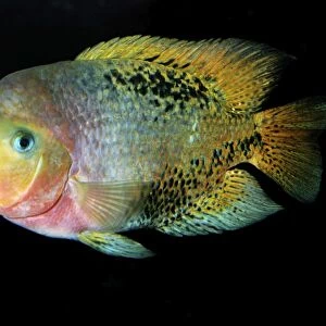 Central American Cichlid - Tropical freshwaters, Nicaragua