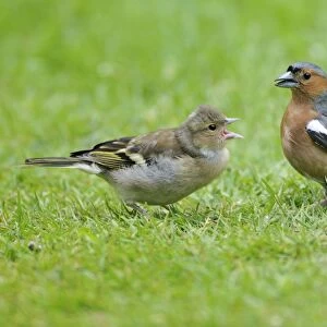 Chaffinch - male with young