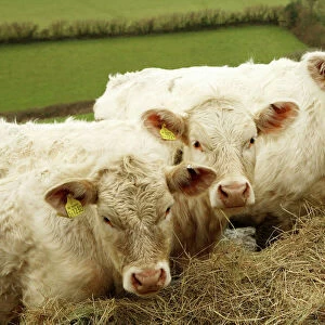 Charolais Cattle eating hay, Salcombe Regis, South Devon, England. Their slightly pink appearance comes from the iron rich red Devon soil upon which they live