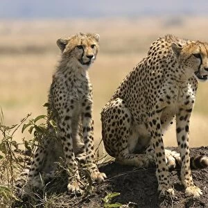 Cheetah LA 633 Adult with young - Transmara, Maasai Mara, Kenya Acinonyx jubatus © J. M. Labat / ardea. com