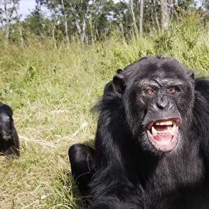 Chimpanzee Chimfunshi Wildlife Orphanage in central Zambia
