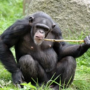 Chimpanzee using a stick to retrieve food from underground, as in the wild in Central African forests, but now set up as behavioural enrichment in captivity
