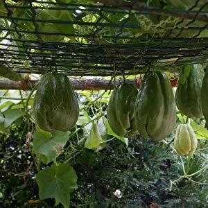 Christophine / Chow chow / Pear squash - tropical edible plant. Alsace - France