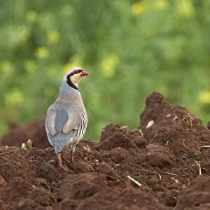 Chukar Partirdge - stood in ploughed field - April - Cyprus