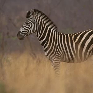 Common / Burchell's / Plains Zebra - Standing in tall grass. Kruger National Park, South Africa JPF37896