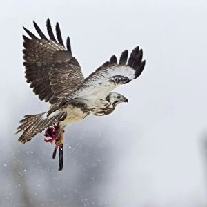 Common Buzzard - in flight with carrion in talons - Lower Saxony - Germany