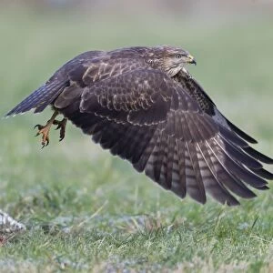 Common Buzzard - in flight taking off from field - Lower Saxony - Germany