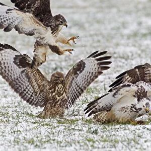 Common Buzzard - four squabbling over food in winter - Lower Saxony - Germany