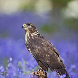 Common Buzzard - on stump in bluebell wood - controlled conditions 10359