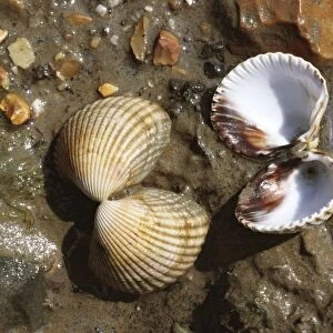 Common Cockles - Poole Harbour - UK