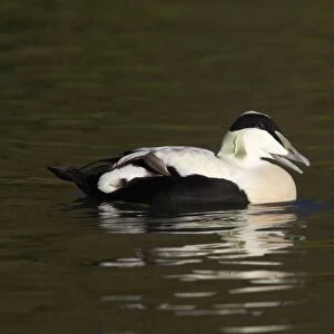 Common Eider Duck - Drake Arundel, Sussex, UK BI006665